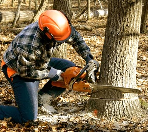 Tree Removal in Nashville, MI